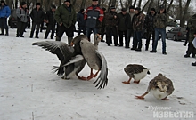В Курской области прошёл смотр-конкурс бойцовых гусей