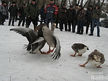 В Курской области прошёл смотр-конкурс бойцовых гусей
