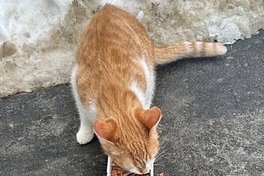 В Подмосковье девушка застряла на дереве, пытаясь спасти кота