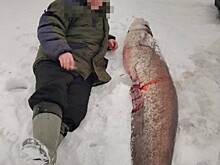 42-килограммового сома поймал рыбак в Городце