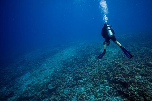 Биологи МГУ сообщили о гибели коралловых рифов Мальдивского архипелага