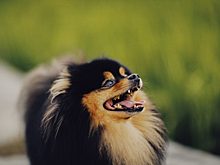 Екатеринбурженка напала на соседей из-за сбежавшей собаки