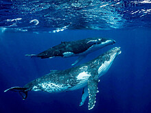 В Приморье прибыли гигантские млекопитающие