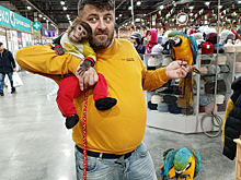 Кемеровчанин пообещал 50 000 рублей за пропавшую обезьянку