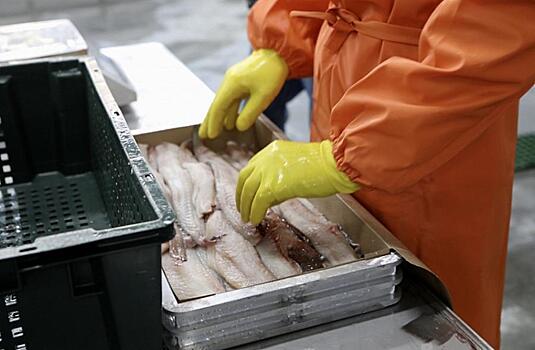 Российские рыбопромышленники обойдут «китайскую ловушку» через Пусан