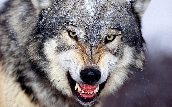 В Якутии ищут новые пути борьбы с волками