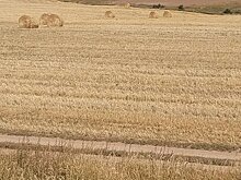 Как профессионализм и господдержка помогают нижегородским аграриям ставить рекорды