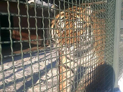 Свободу попугаям, тиграм и козлам!