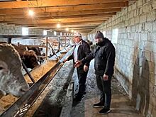 Фермерский сектор в животноводстве Дагестана стремительно набирает обороты