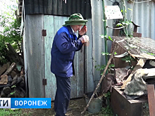 Жители Воронежской области просят объявить ЧС из-за нашествия комаров