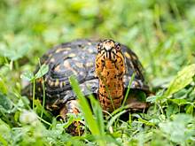 В Индии построили навесной мост для змей, черепах и белок, чтобы те не попадали под колеса