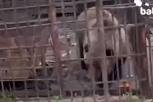 Babr Mash: медведицу Машу пытаются спасти из закрытого зоопарка под Иркутском