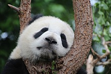 У арендованных китайских панд в Куала‐Лумпуре родился детеныш