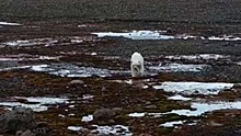 Шел прямо на нас: на экспедицию напал белый медведь