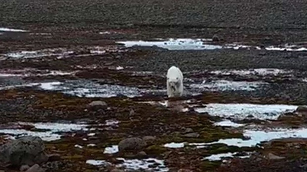 Шел прямо на нас: на экспедицию напал белый медведь