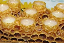 Нижегородские ученые готовят для спортсменов биодобавку из пчелиного маточного молочка