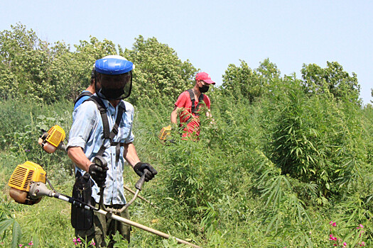 Скошено почти 15 т наркосодержащей травы: плантации конопли уничтожили казаки в Ростовской области