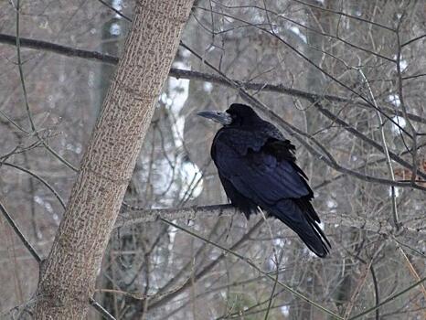 Огромного чёрного ворона сфотографировали в Чапаевском парке