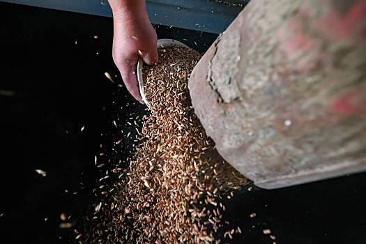 Россия стала главным поставщиком зерна в&nbsp;страну НАТО