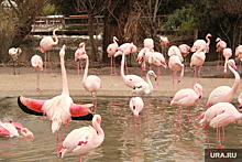 Розовый фламинго гуляет между Свердловской и Тюменской областями