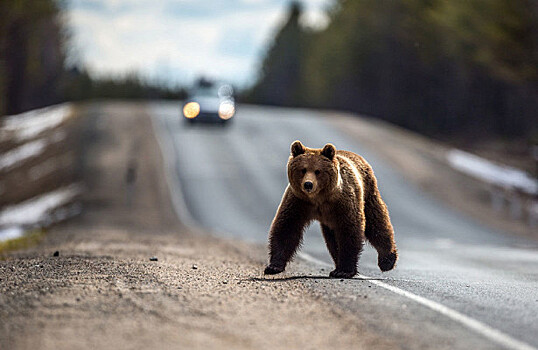 Медведь случайно угнал автомобиль и попал в аварию