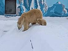 Белая медведица научила детенышей одной игре и попала на видео