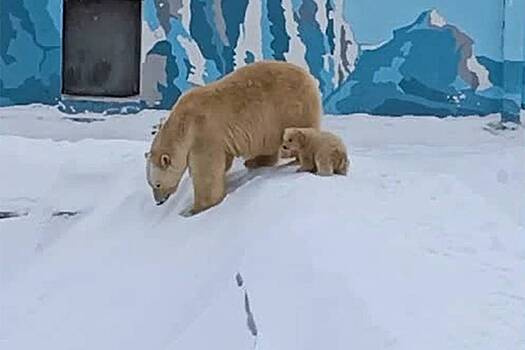 Белая медведица научила детенышей одной игре и попала на видео