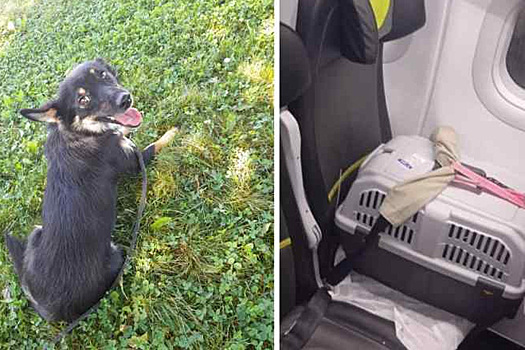 Сбежавшую из самолета собачку Боню нашли через два месяца под Новосибирском