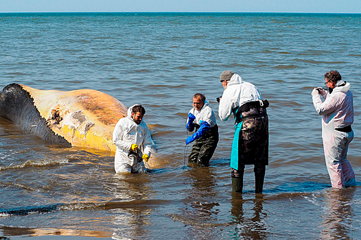 Лов лосося в заливе Пильтун на Сахалине предложили запретить из-за угрозы популяции китов