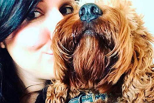 Домашний пес погнался за лебедями и умер в муках на глазах у хозяйки