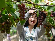 Богатый урожай винограда зовет туристов в гости в Хучжоу