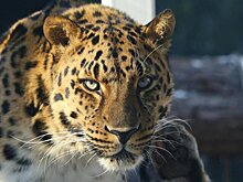 На mos.ru запустили трансляции из вольеров еще трех обитателей зоопарка