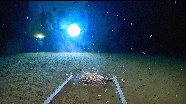 В Марианской впадине нашли неизвестное светящееся существо