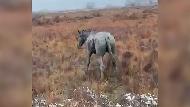 Жители Дагестана спасли попавших в глиняную яму лошадей