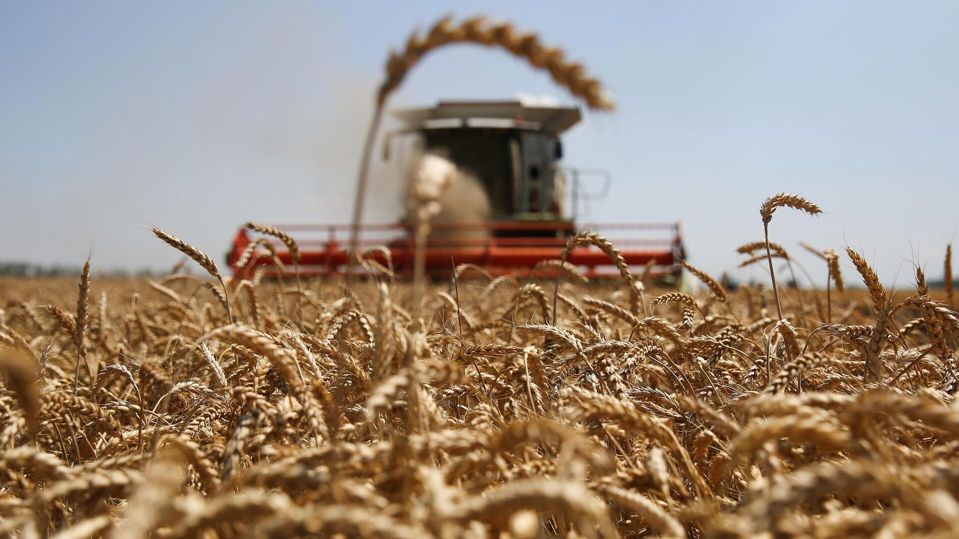 В России заявили о готовности возобновить поставки пшеницы во Вьетнам
