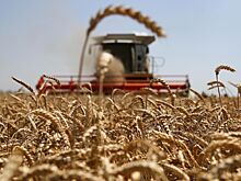 Россия с 15 ноября повысит экспортную пошлину на пшеницу