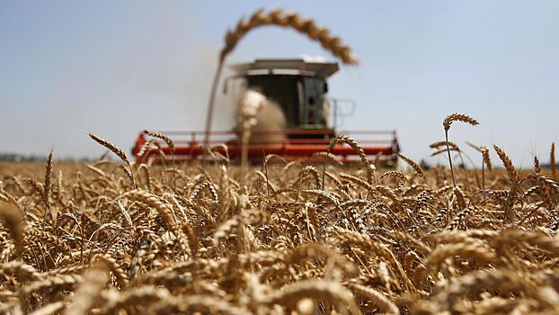 Экспорт российской пшеницы значительно сократился