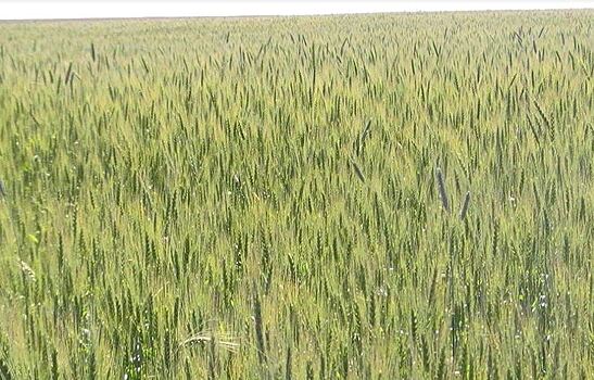 Аргентинская компания добивается коммерциализации засухоустойчивой ГМО пшеницы в США