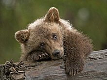 Брянский режиссер работает над детским экопроектом «Я – медведь»