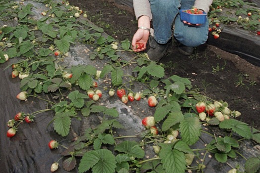 На Ставрополье откроют самую крупную на юге России ягодную теплицу
