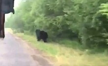 На дороге в Калужской области заметили бурого медведя (видео)
