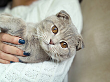 Названы самые популярные породы кошек у россиян