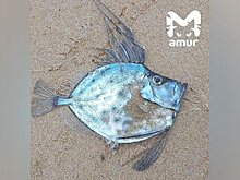 В акватории Приморья нашли редкую тропическую рыбу