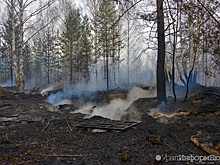 Лесные пожары скорректировали маршруты "Майской прогулки" в Екатеринбурге