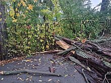 В Ростовской области женщина погибла из-за упавшего на нее дерева