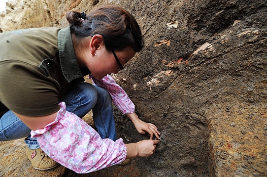 Обнаружены окаменелости ранних позвоночных с четырьмя глазами