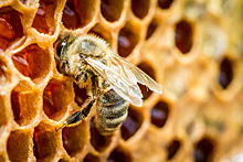 Пчел научили выявлять коронавирус