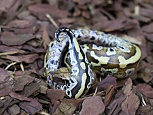 Два детеныша короткохвостого питона появились на свет в Московском зоопарке