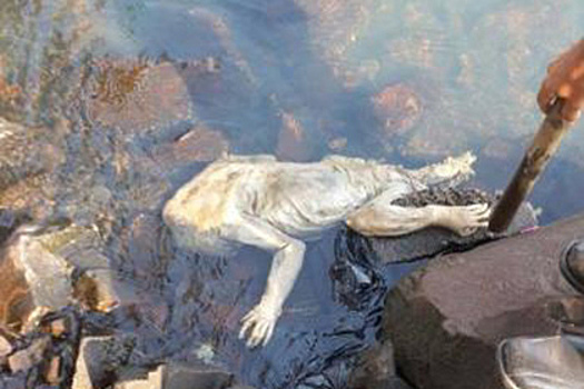 Жители Парагвая нашли в реке мертвого чупакабру