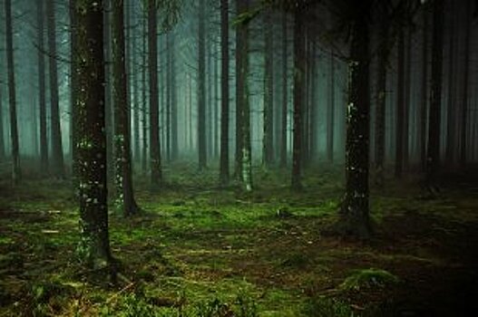 В Волгоградской области лесам вокруг трех городов дадут защитный статус